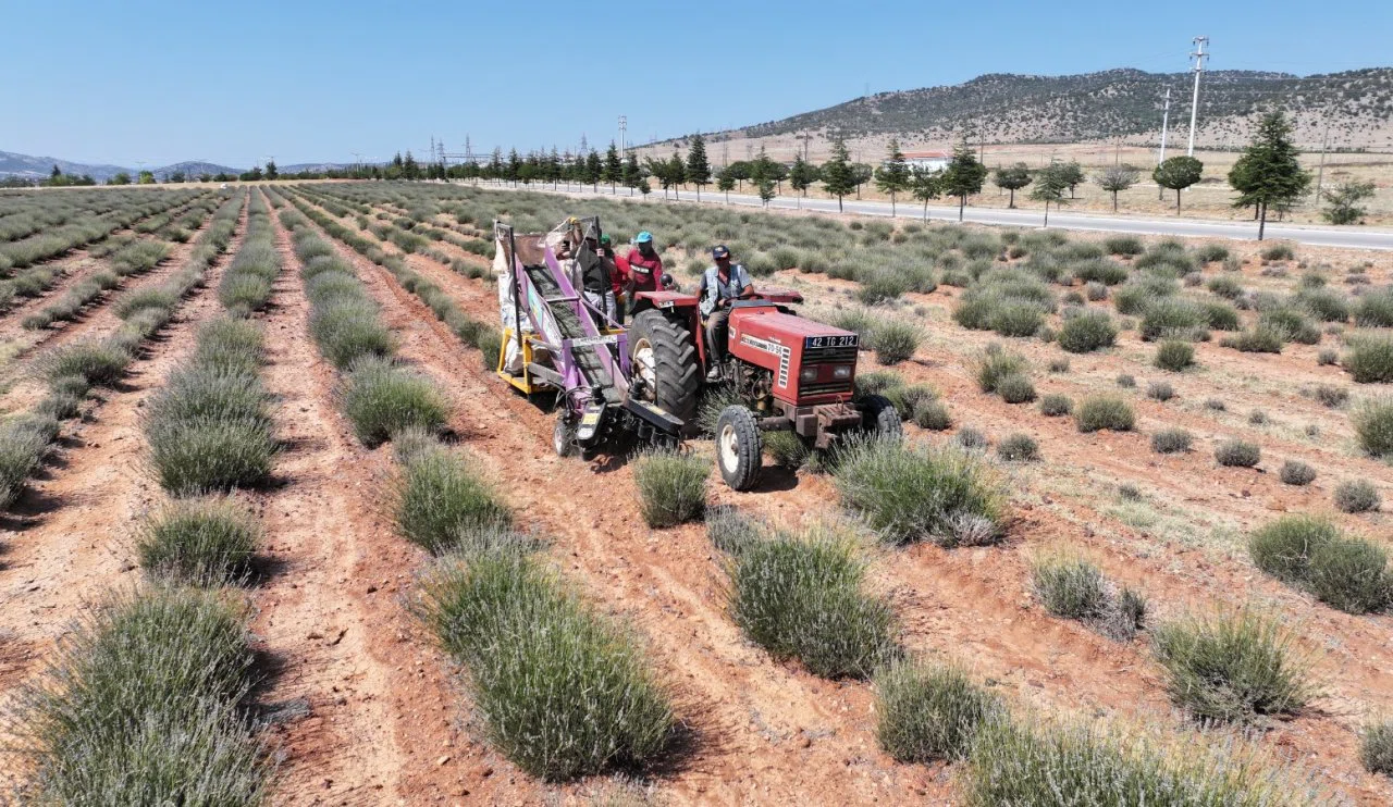 Hasat yapıldı! Konya’da atıl araziler lavanta ile değere dönüşüyor