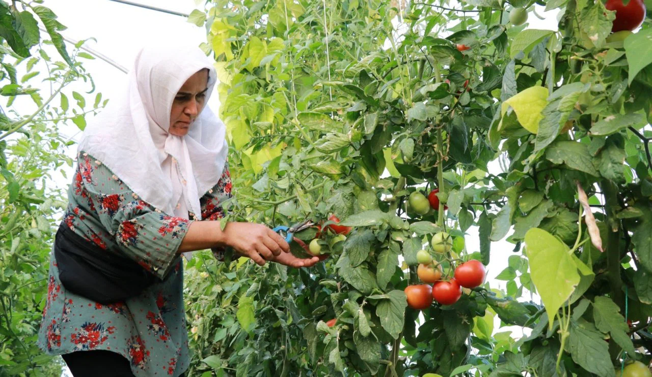 Domatesle kalkındılar! Konya'da seracılık umut oldu