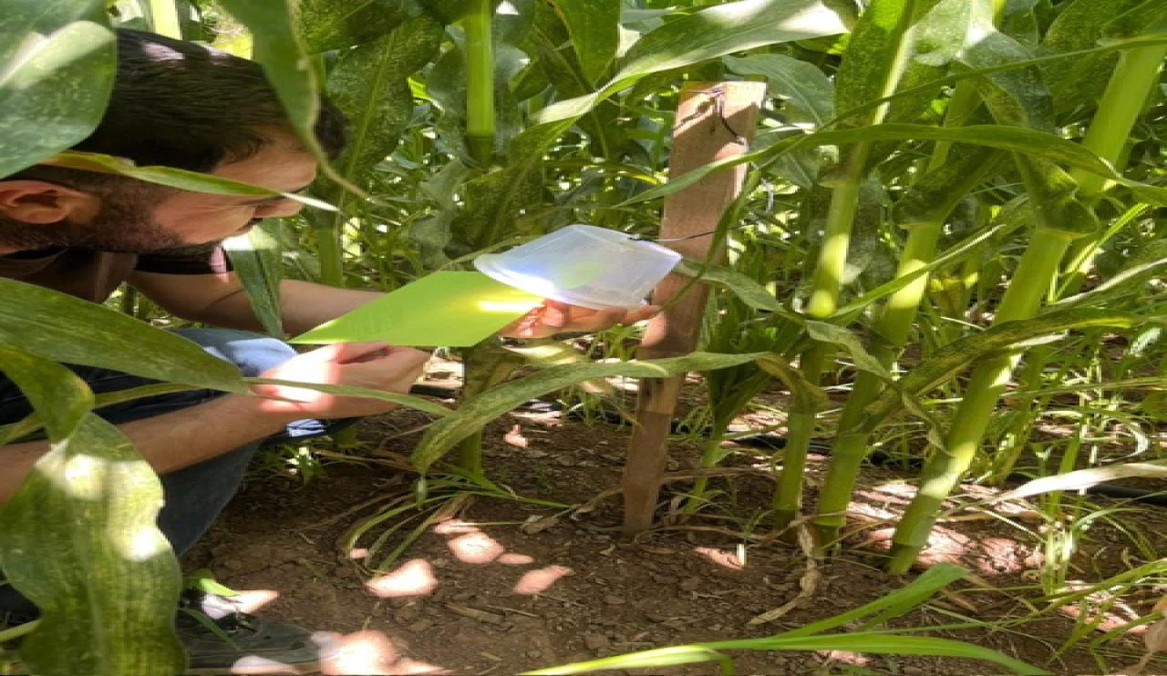 Konya Altınekin’de mısır tarlalarında karantina takibi devam ediyor