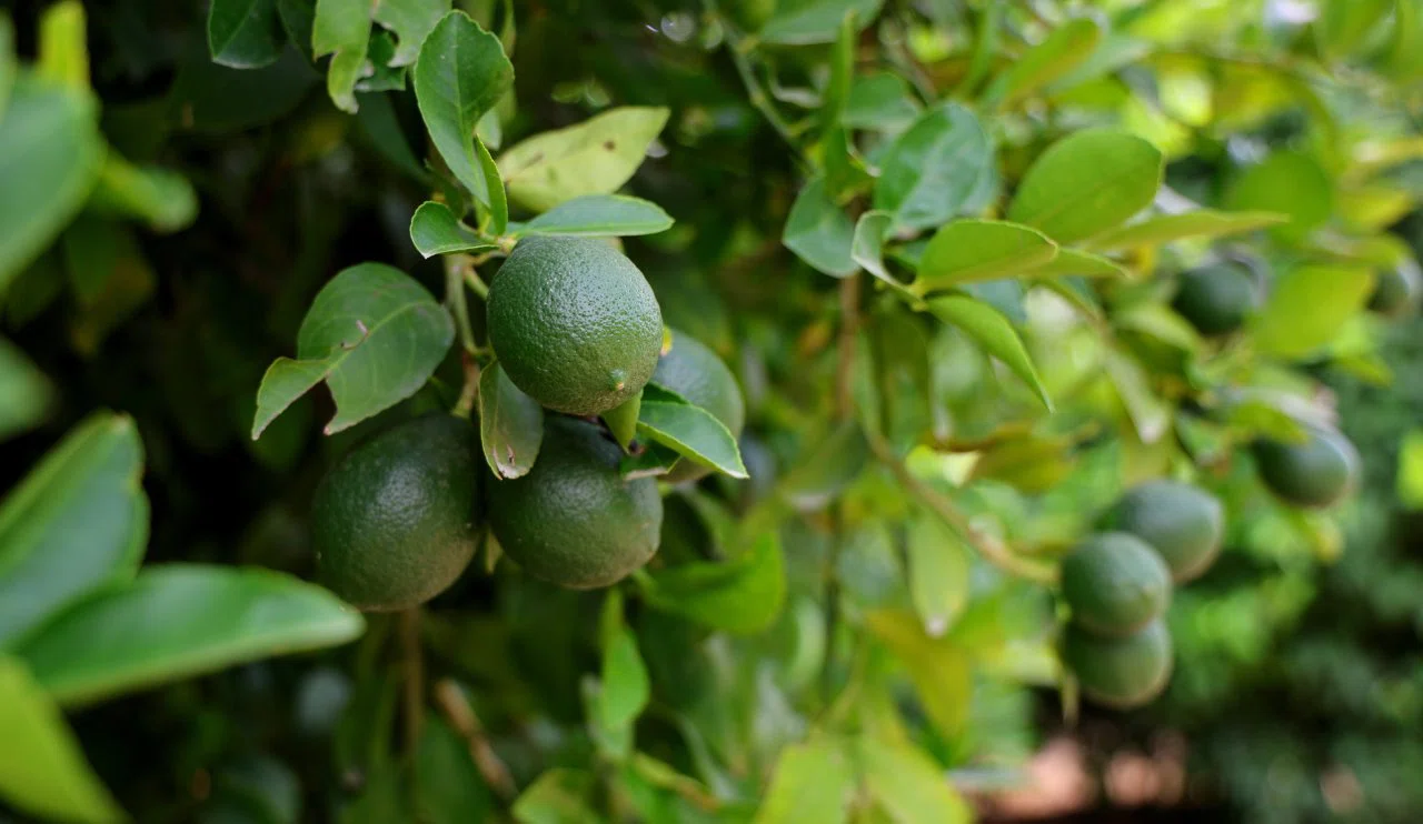 Limon fiyatlarında düşüş bekleniyor