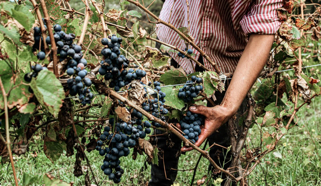 Konya’da bağ bozumu zamanı: Asırlık geleneğin tatlı telaşı başladı