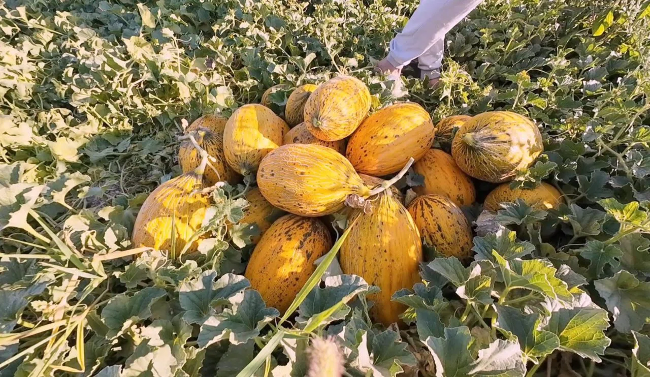 Kuraklık Aksaraylı çiftçiyi kavun ve karpuz üretimine yönlendirdi