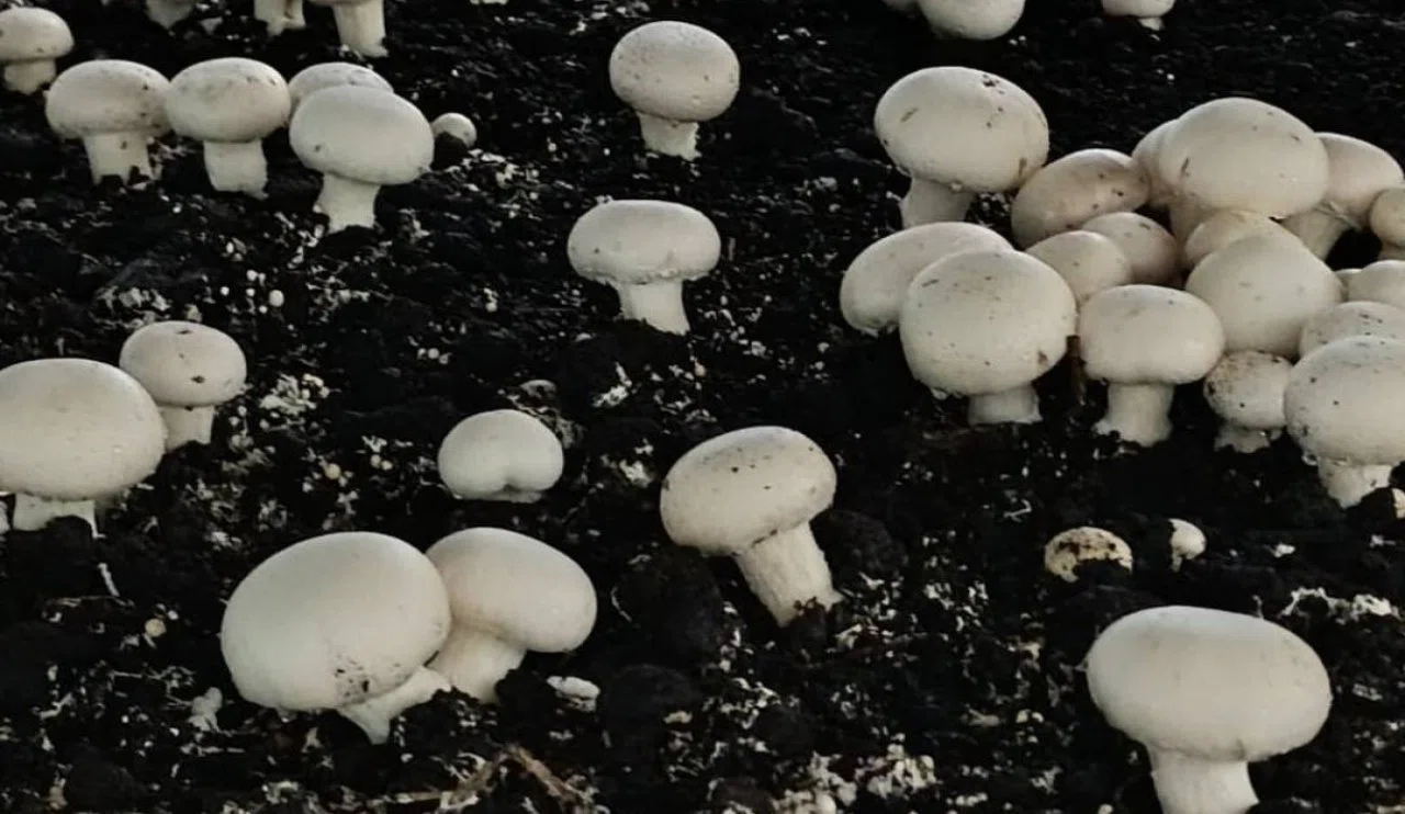 Konya Büyükşehir’den Kaşınhanı’ndaki mantar tesisine teknik ziyaret ve müdahale