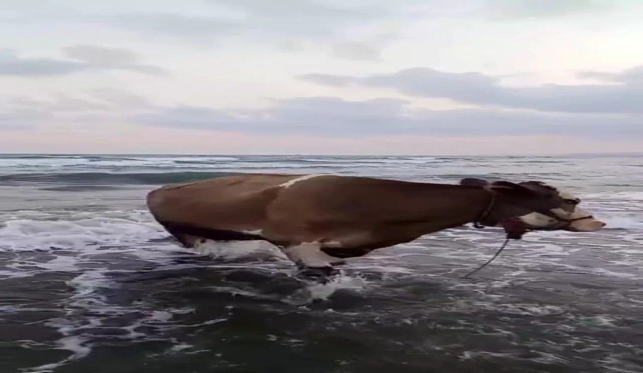 Sıcaktan bunalmış! Sahibinden kaçan inek, sahilde denize girdi