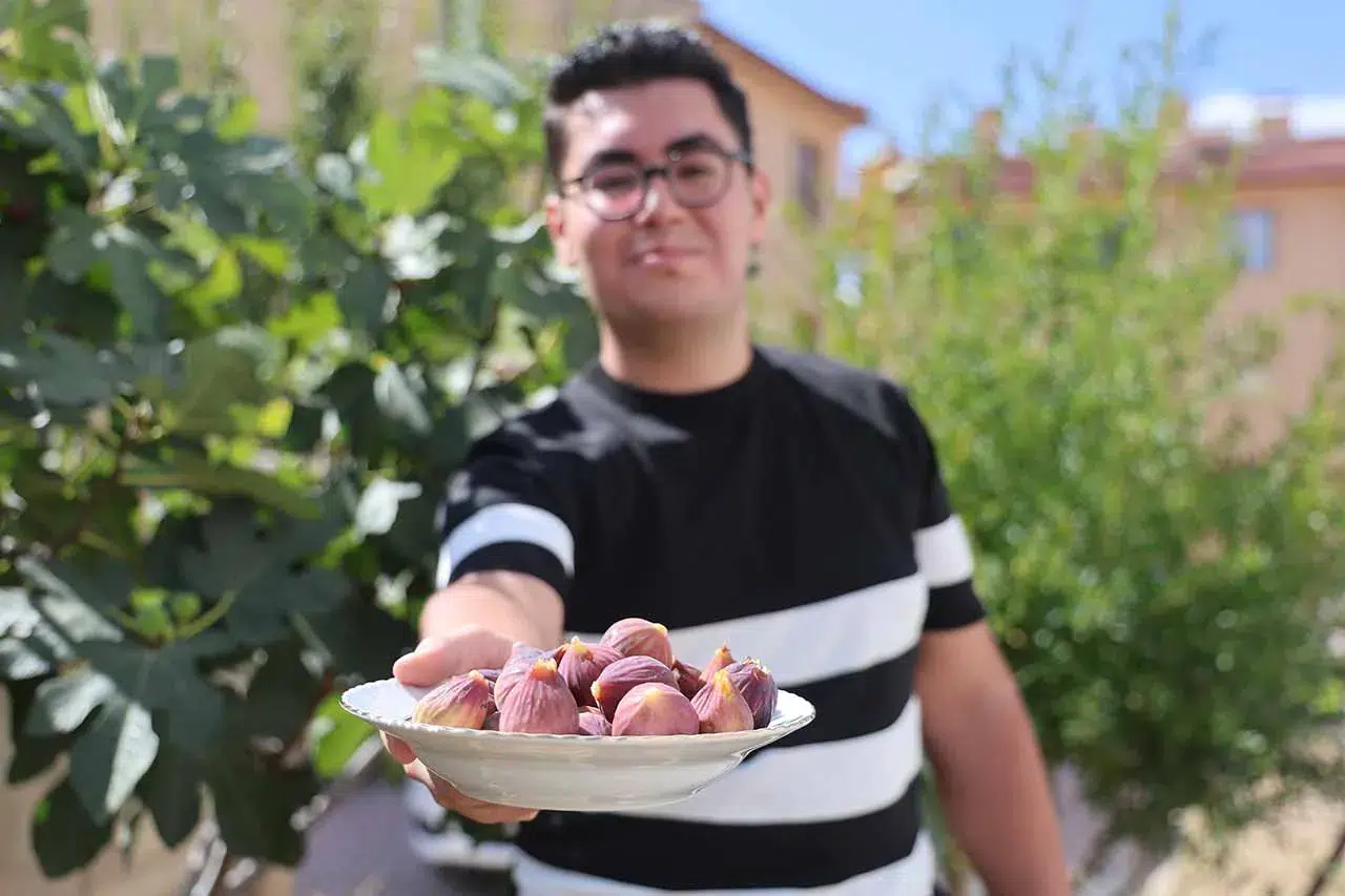 ‘Olmaz’ dediler, oldu! Konya’da meyve veren incir ağacı
