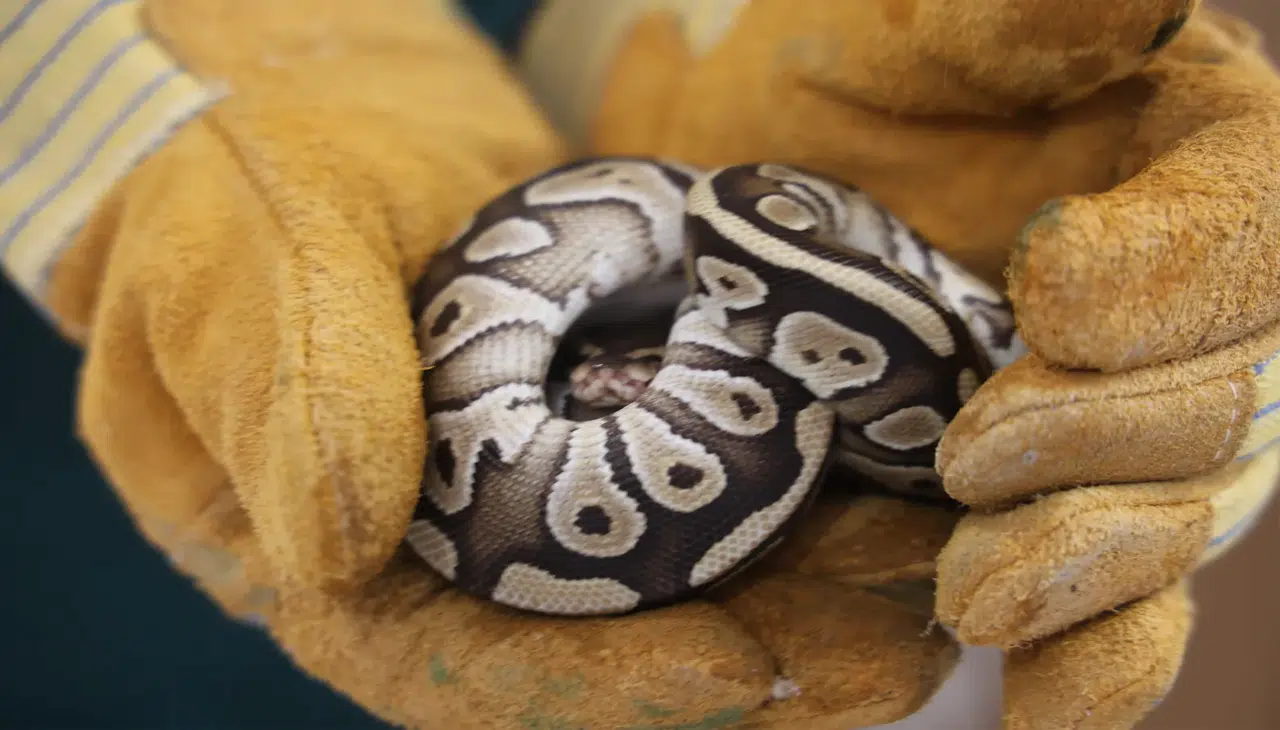Konya’daki yavru piton yılanı koruma altına alındı