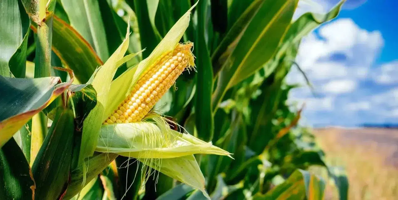 Mısır Haşlarken Bu Püf Noktayı Uygulayın: 1 Kaşıkla Lezzet Patlaması!
