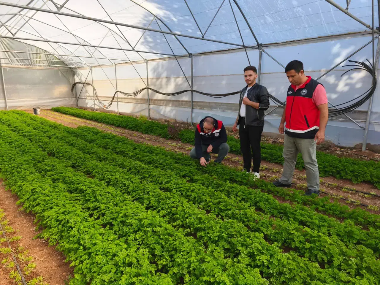 Konya'da örtü altı seraları gelir kapısı oldu!