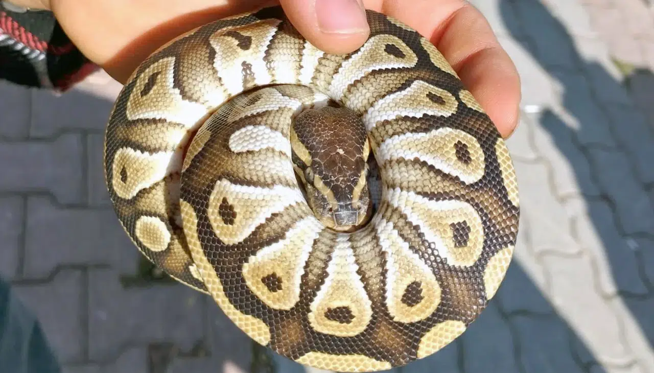 Konya'da şaşırtan olay: Vatandaşın cebinden yılan çıktı!