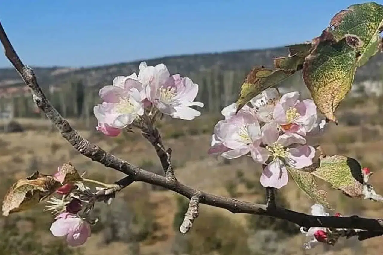 Kar beklerken çiçek açtılar! Konya’da ilginç doğa olayı