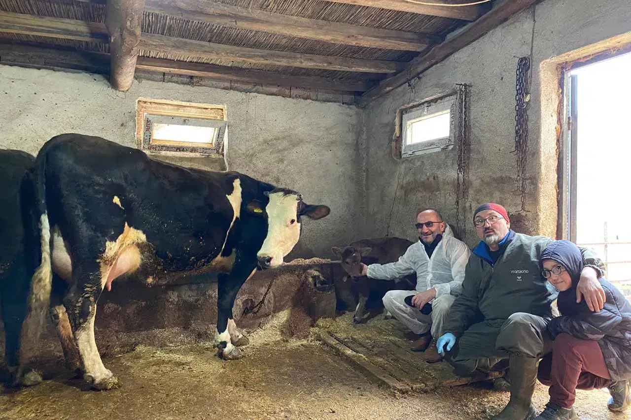 Aksaray Üniversitesi’nden dünyada bir ilk! Süt alerjenini taşımayan buzağılar doğdu