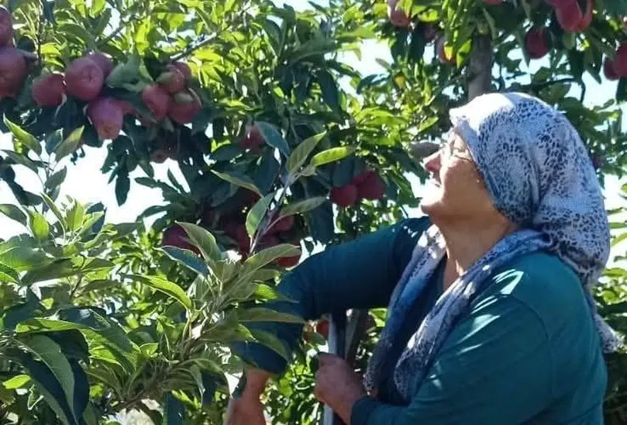 Konya'da hasat bereketi! Elma 40-45 liradan alıcı buluyor
