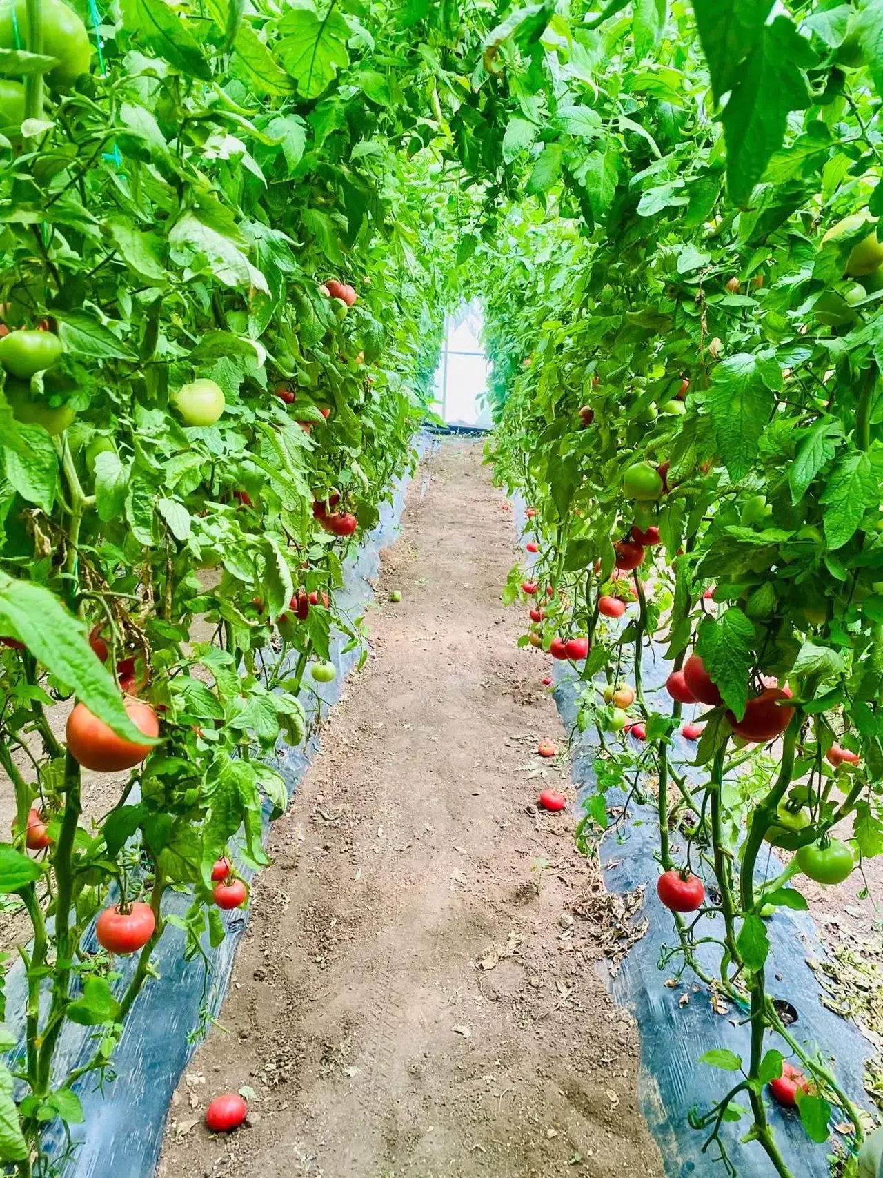 Konya’da tarımda büyük zafer! Bir damla kimyasal olmadan domates üretilecek