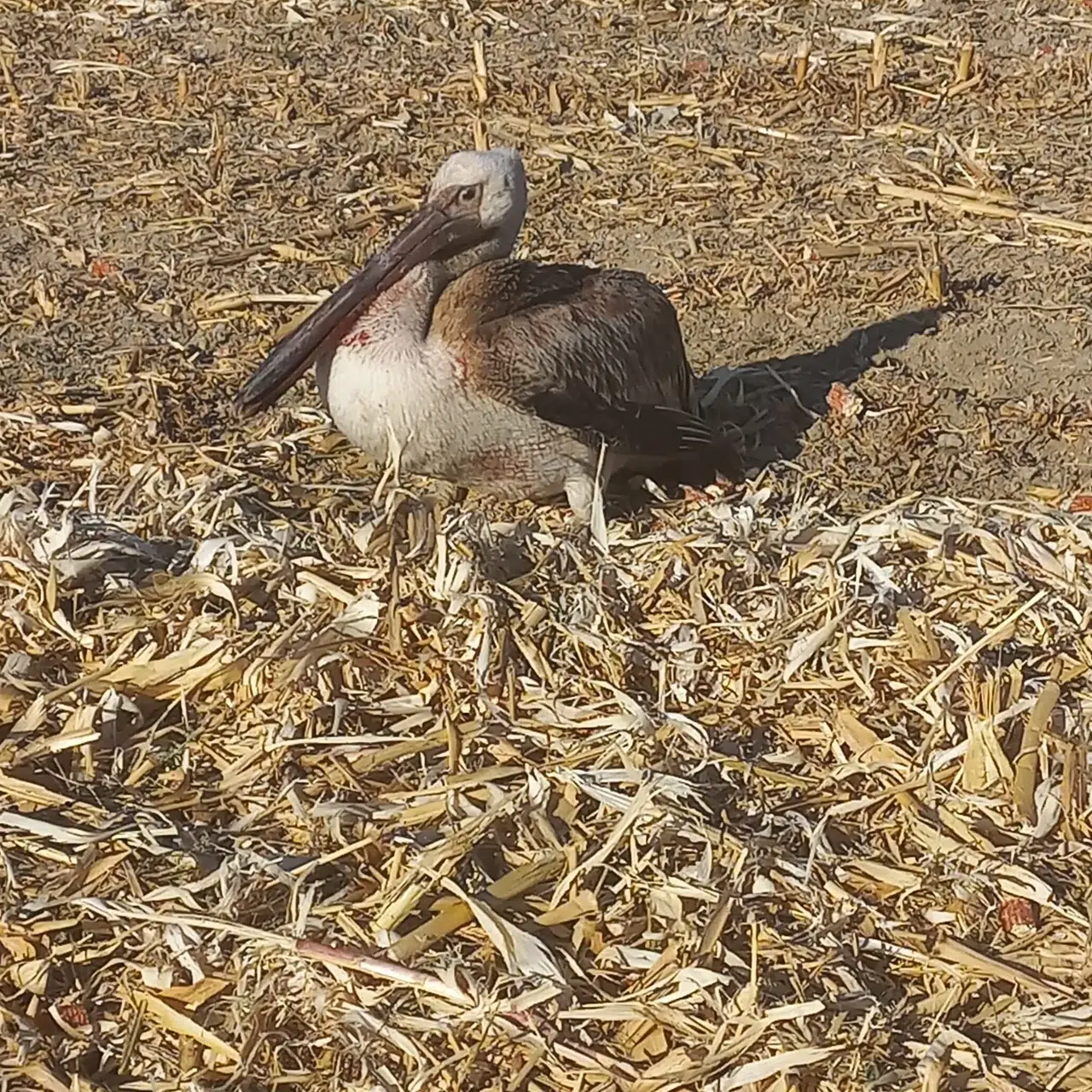 Konya'da yaralı pelikanın hayatını vatandaşlar kurtardı!