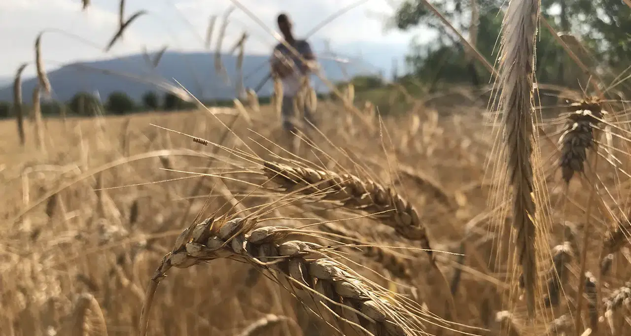 Dünya tahıl arzında rekor beklenti: 3 milyar tonu geçebilir