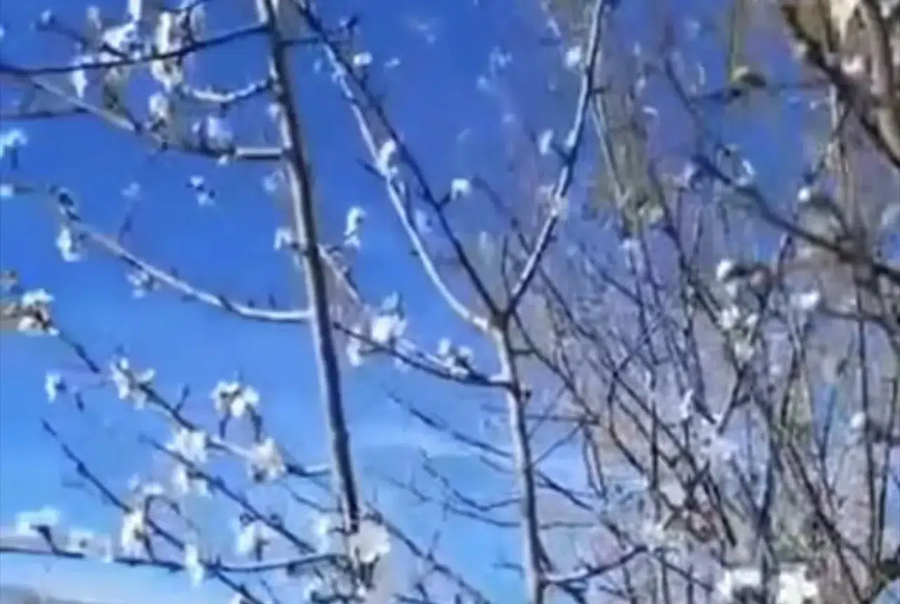 Konya’da bu manzarayı görenler şaştı kaldı!