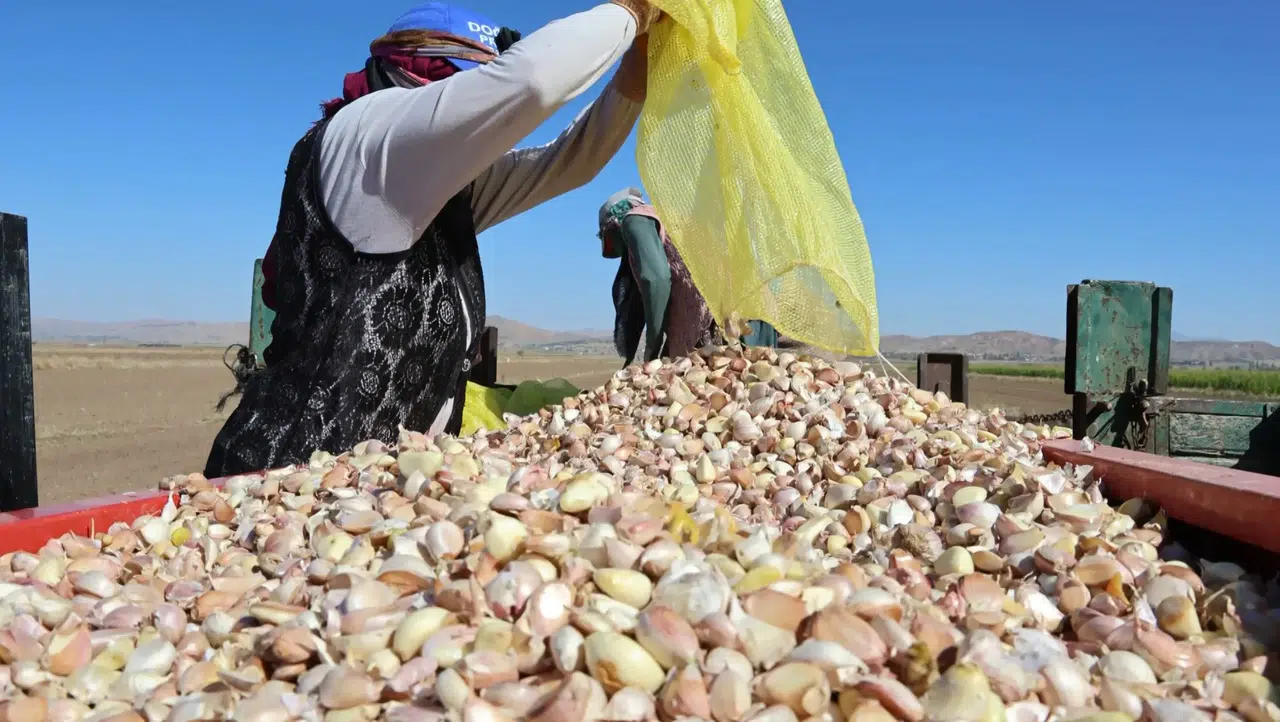 Organik Aksaray sarımsağında bu yıl rekor rekolte bekleniyor