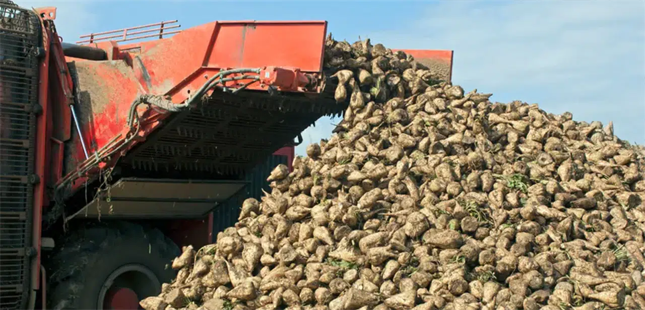 Şeker fabrikası Konya’ya taşınıyor
