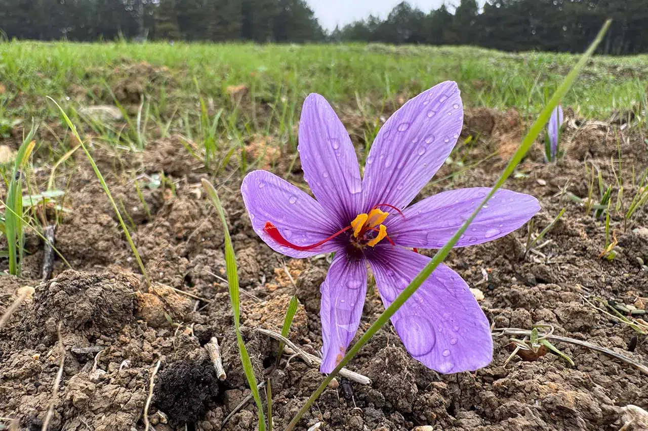 Dünyanın en pahalı baharatı! Kilogramı 600 bin TL’den satılacak
