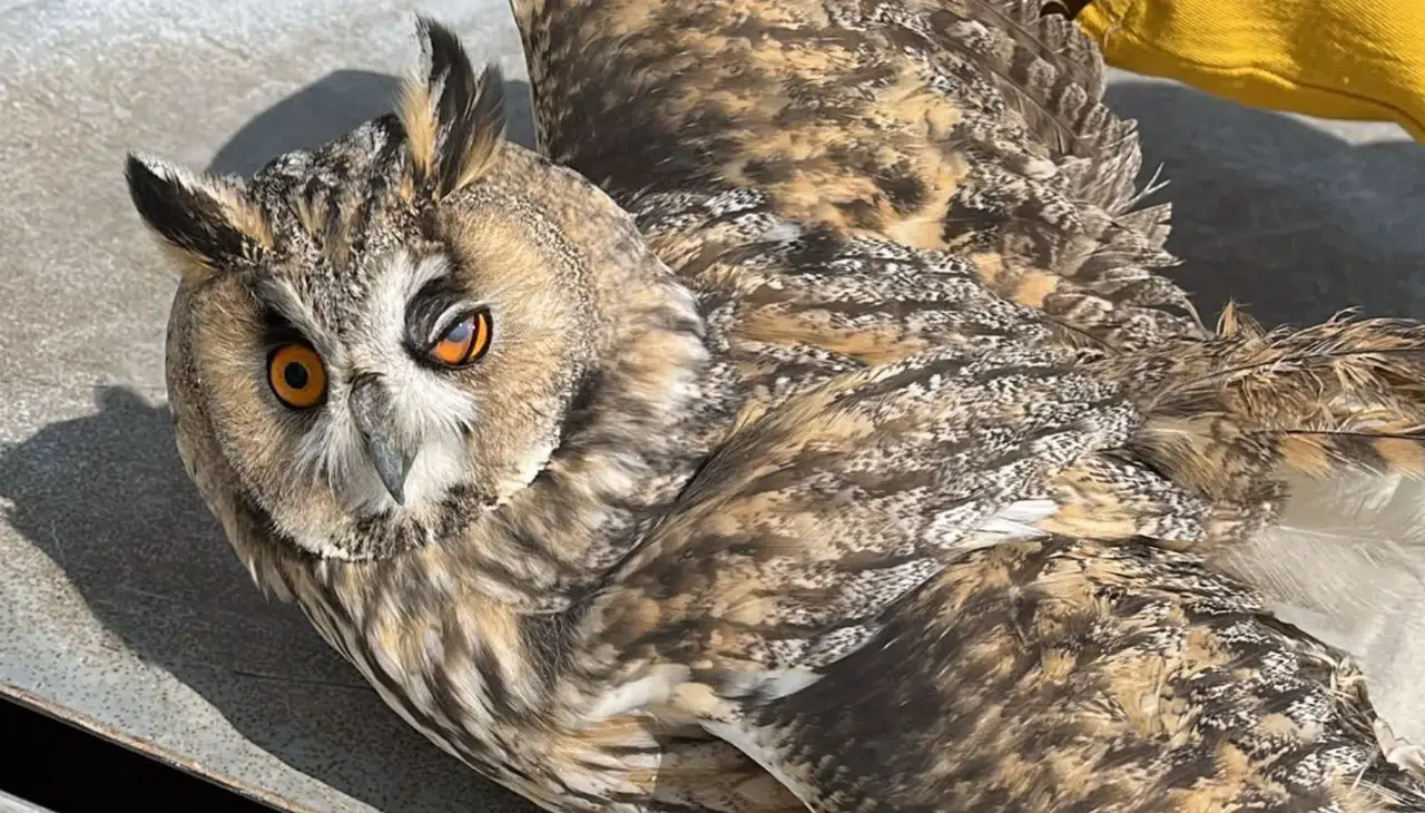 Konya'da nesli tükenmekte olan baykuş bulundu!