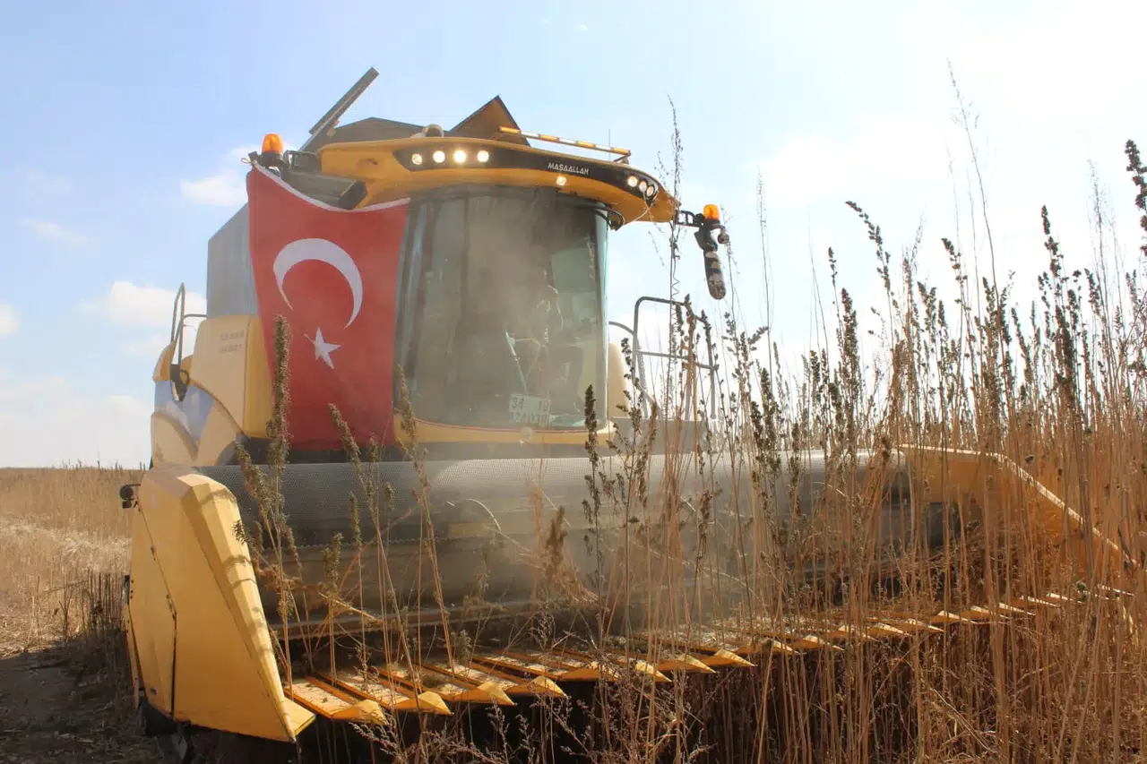 Dolu vurdu ama yılmadılar: Çumra keneviri yeniden yükseliyor!