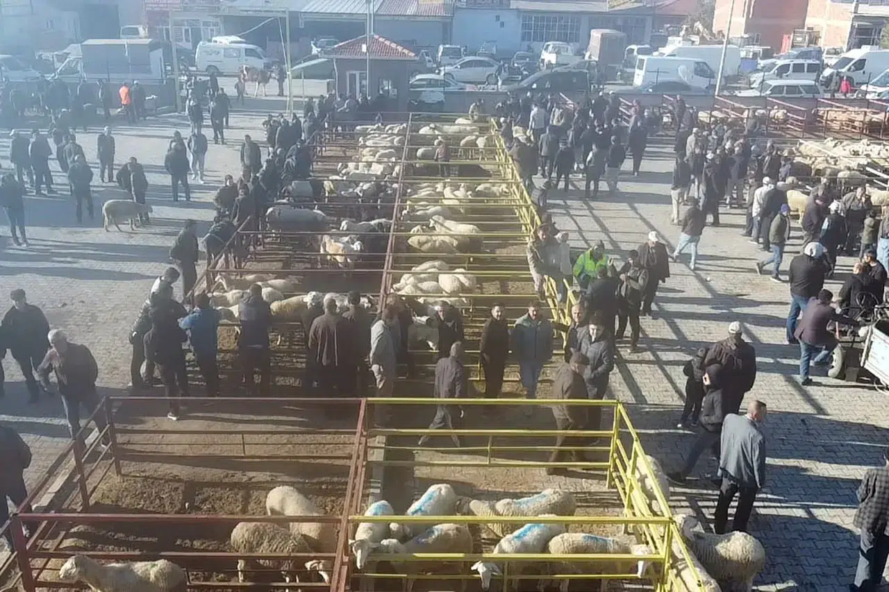Uzun süredir kapalı olan canlı hayvan pazarı açıldı