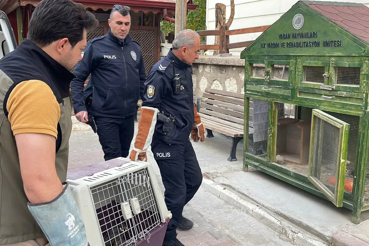Karaman’da yaralı bulunan boz doğan koruma altına alındı