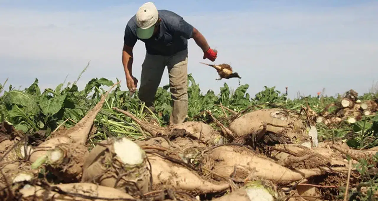 Konya’da pancar krizi! Çiftçinin alın teri üzerinden rant kuruluyor