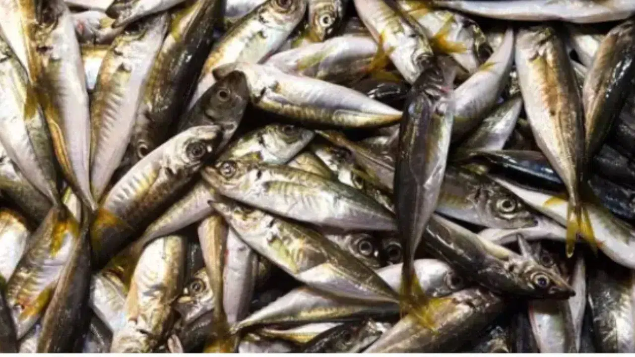 Balık Saklamanın Altın Kuralı! 1 Tutamla Koku Sorunu Bitiyor