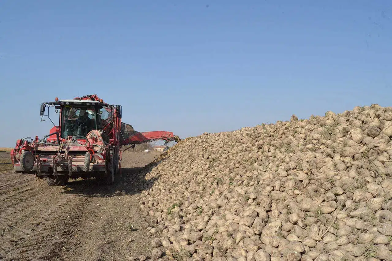 Aksaray’da pancar hasadı yüzleri güldürdü