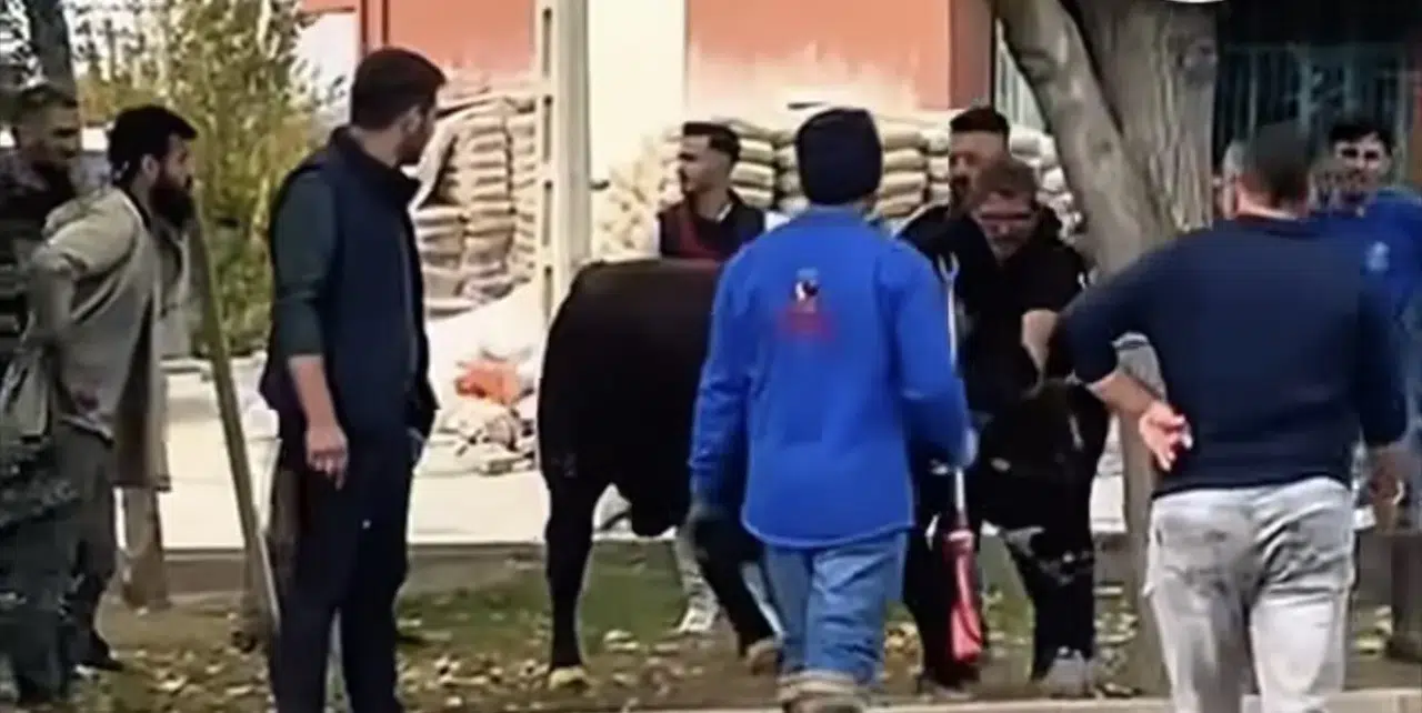Konya’da boğa paniği! Korku dolu anlar yaşandı