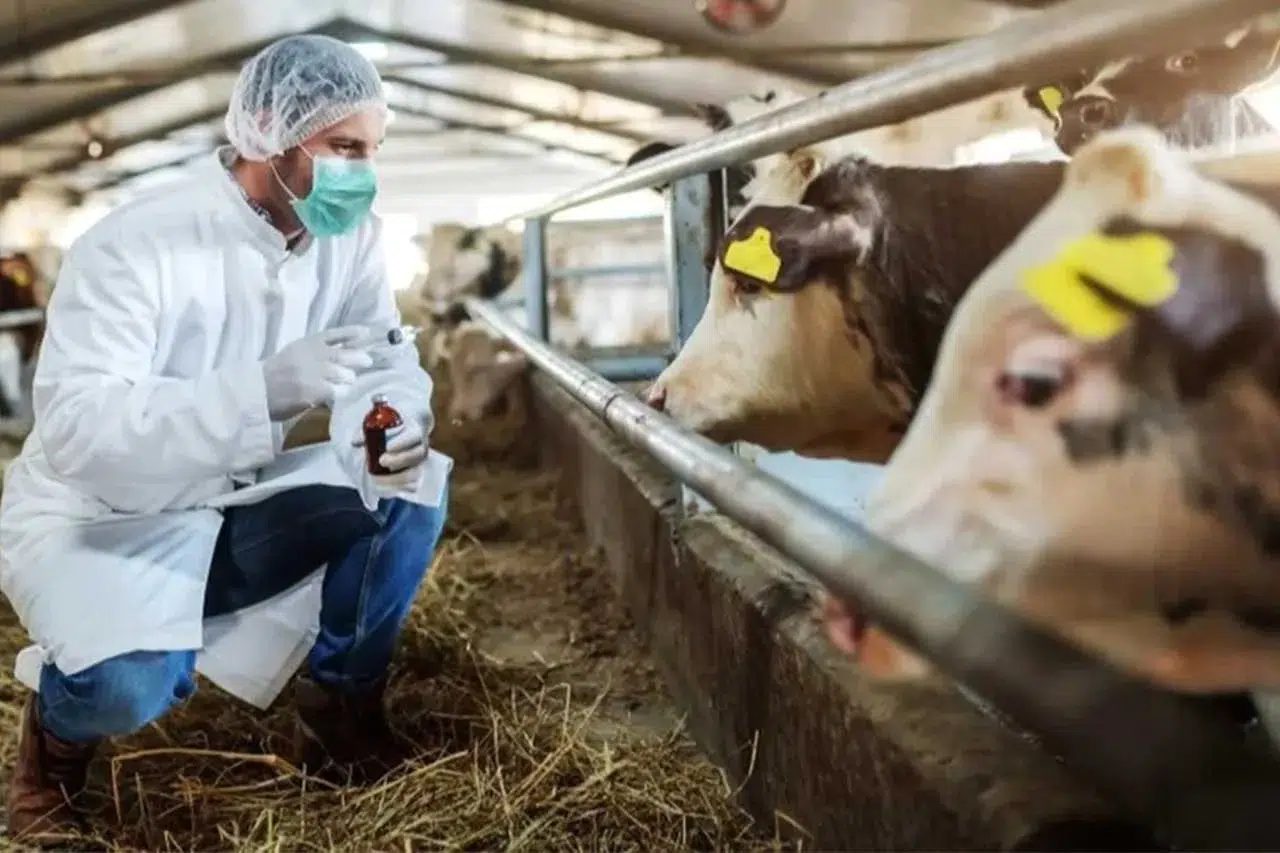 Şap hastalığıyla mücadelede sorular yanıt buldu! Konya'da vaka sayıları ne durumda?