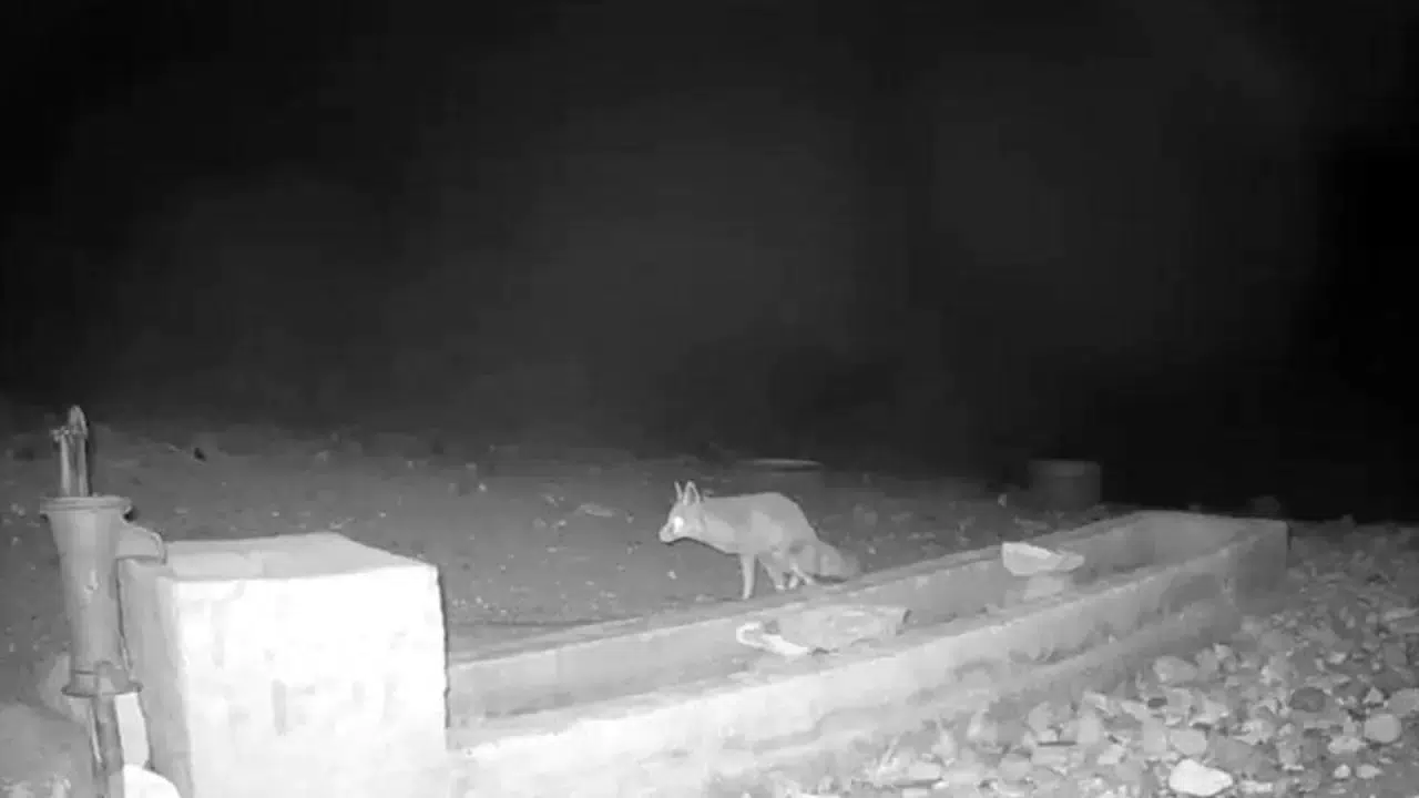 Aksaray'da yaban hayvanları kameraya yansıdı