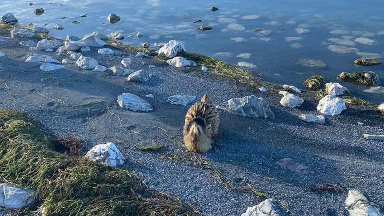 Eğirdir Gölü’nde nadir kuş türü bulundu