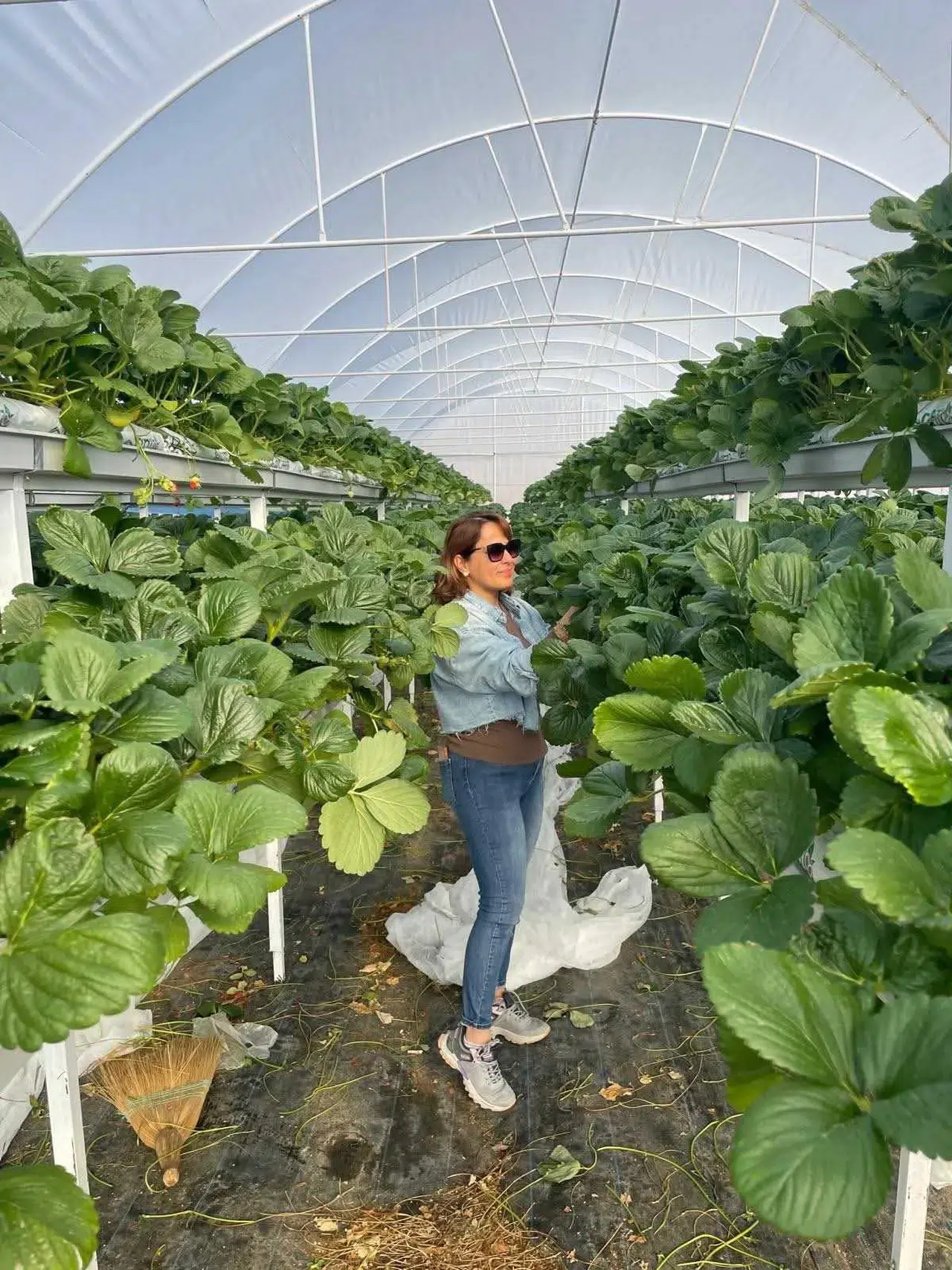 Konya’da ilginç tarım! Toprak olmadan bu bitkiden ilk hasat alındı
