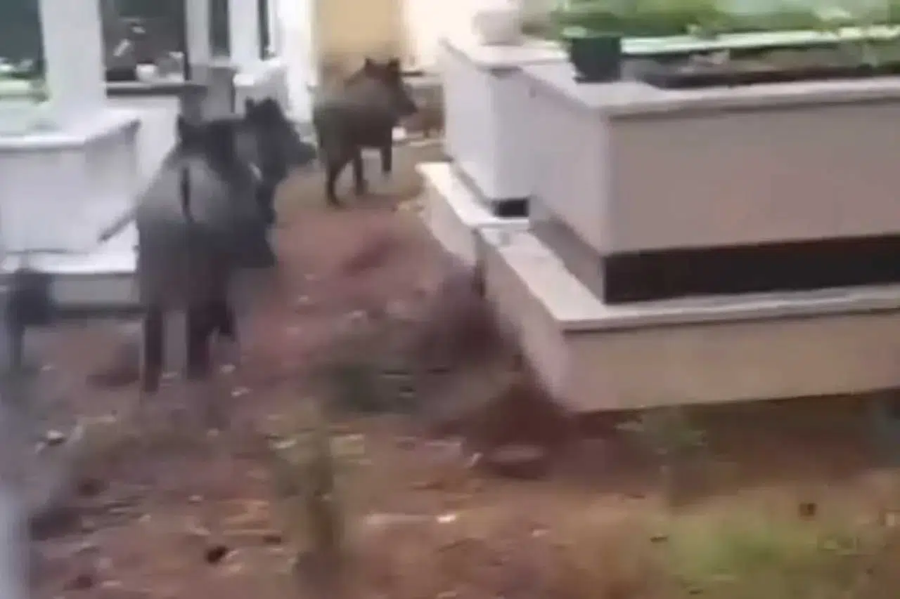 Domuz istilası sürüyor! Yeni adres mezarlıklar