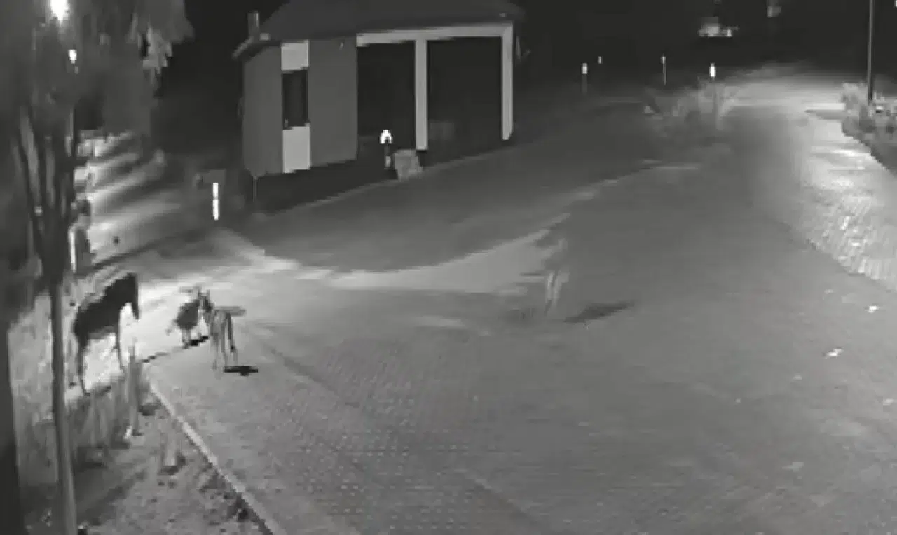 Konya’da sokak ortasında kurt dehşeti! Eşeği parçaladılar