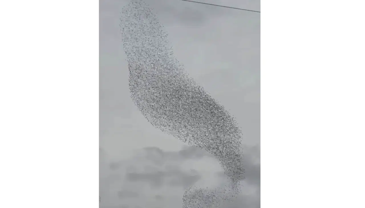 Doğanın büyüleyici gösterisi Konya’da: Sığırcıklar semayı adeta dalgalandırdı!