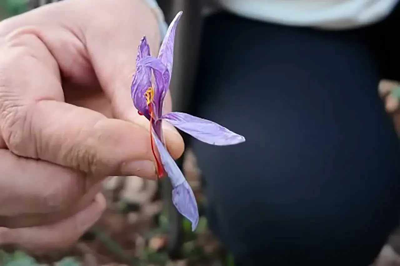 Umut veren üretim! "Türkiye'nin en iyi safranı Konya'da üretilecek"
