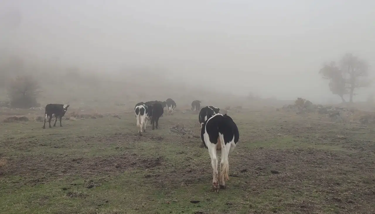 Konya'da kaybolan 11 büyükbaş dağda bulundu!