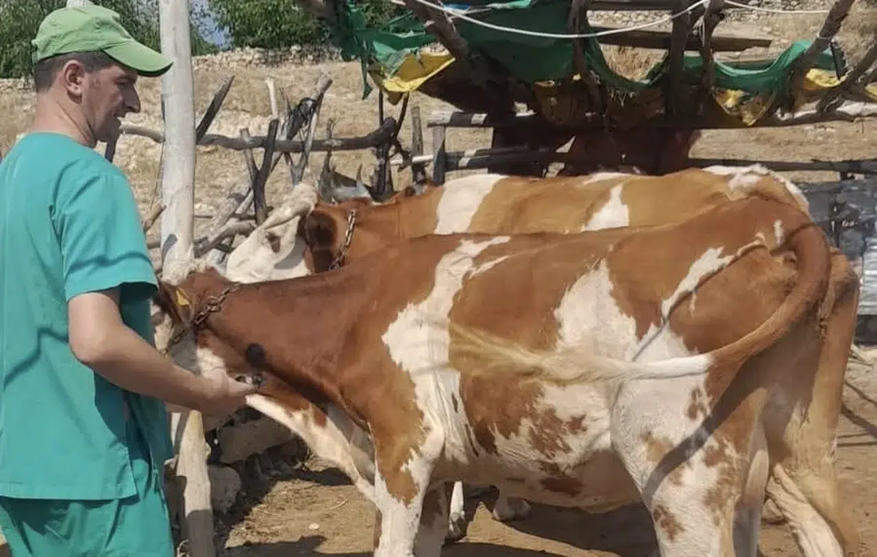 Konya’da şap alarmı! Harekete geçildi