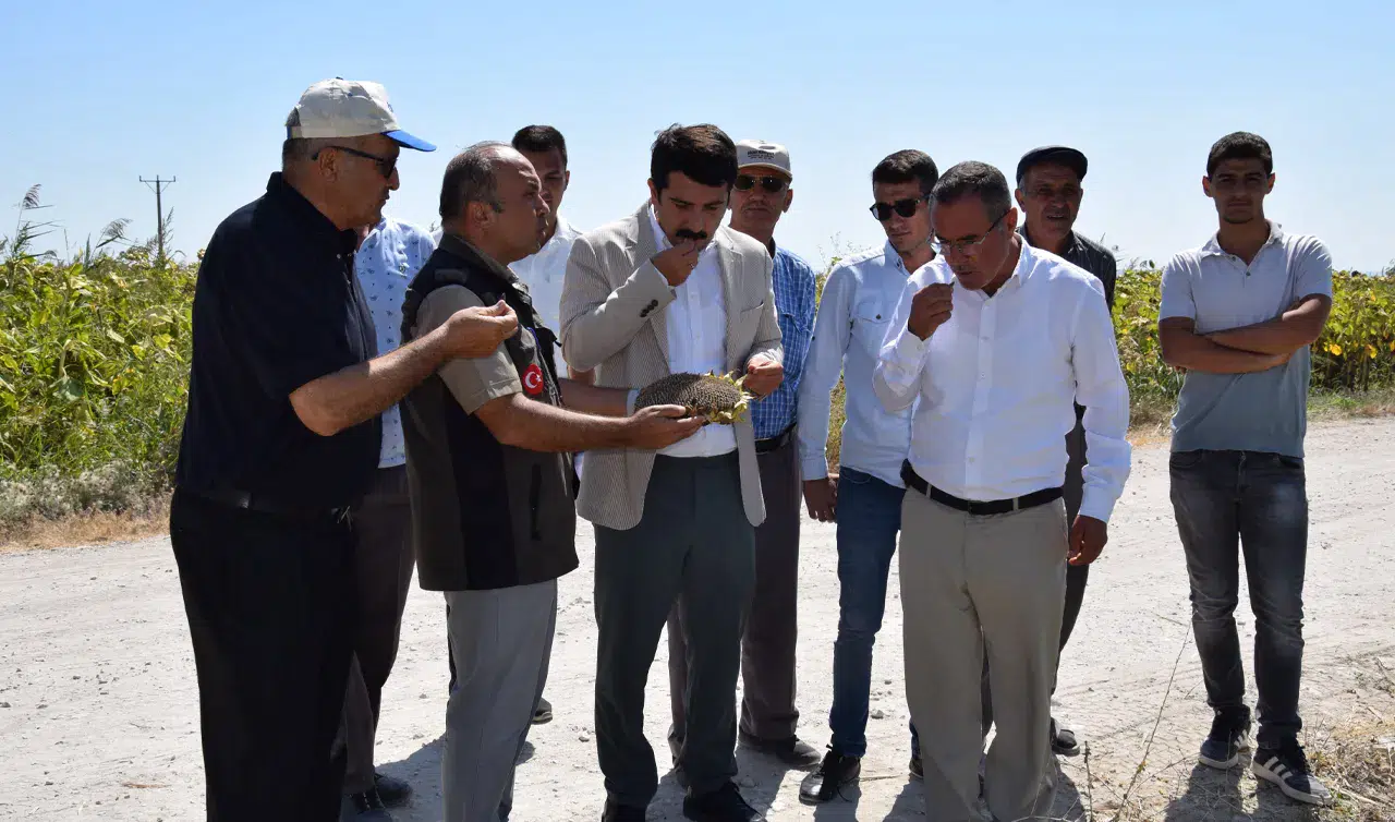 Karapınar Kaymakamı Şenol Öztürk, Sazlıpınar’da ayçiçeği hasadına katıldı