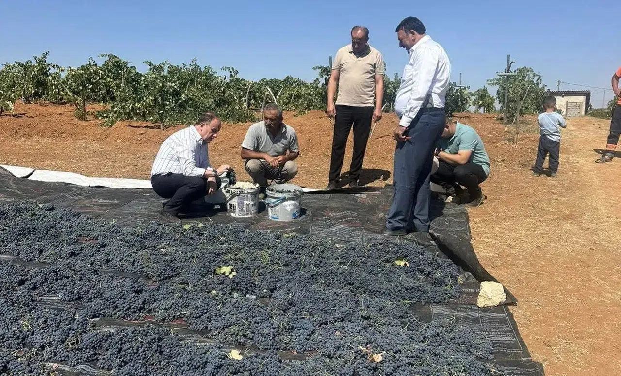 Konya’da üzüm hasadı başladı! Vekil hasada katıldı