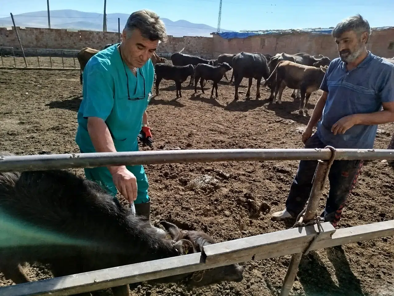 Konya Ilgın’da büyükbaş hayvanlara sağlık ve kimliklendirme çalışmaları