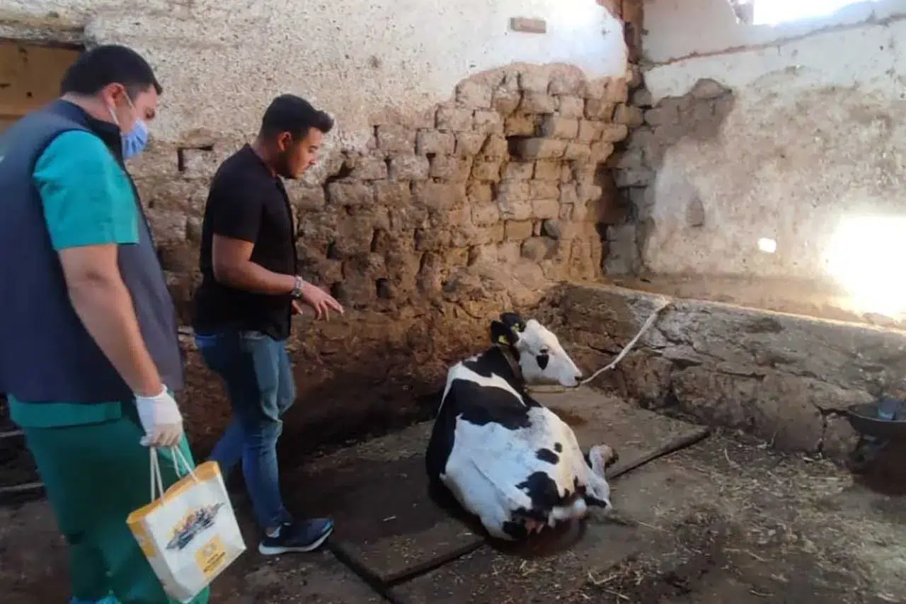 Konya Büyükşehir’den Çumra’da büyükbaş hayvancılığa destek
