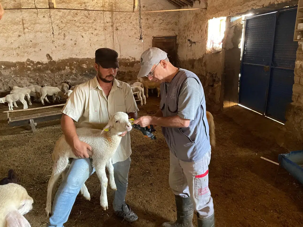 Küçükbaş hayvanlarda aşılama ve küpeleme işlemleri sürüyor