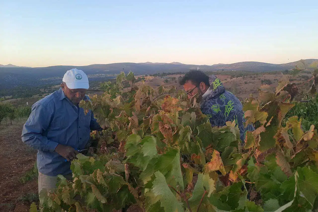 Konyalı çiftçiden sıfır maliyetli çözüm! Üzümünü böyle koruyor