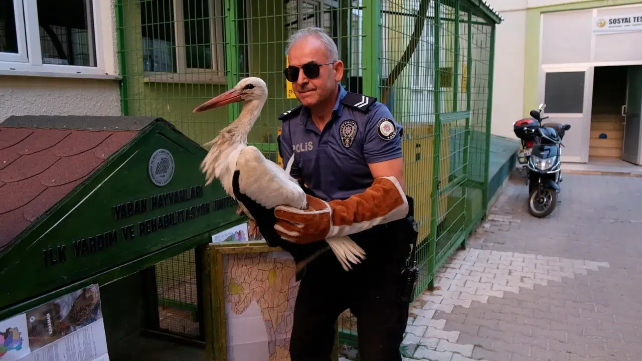 Karaman’da yaralı leyleğe HAYDİ ekiplerinden şefkat eli