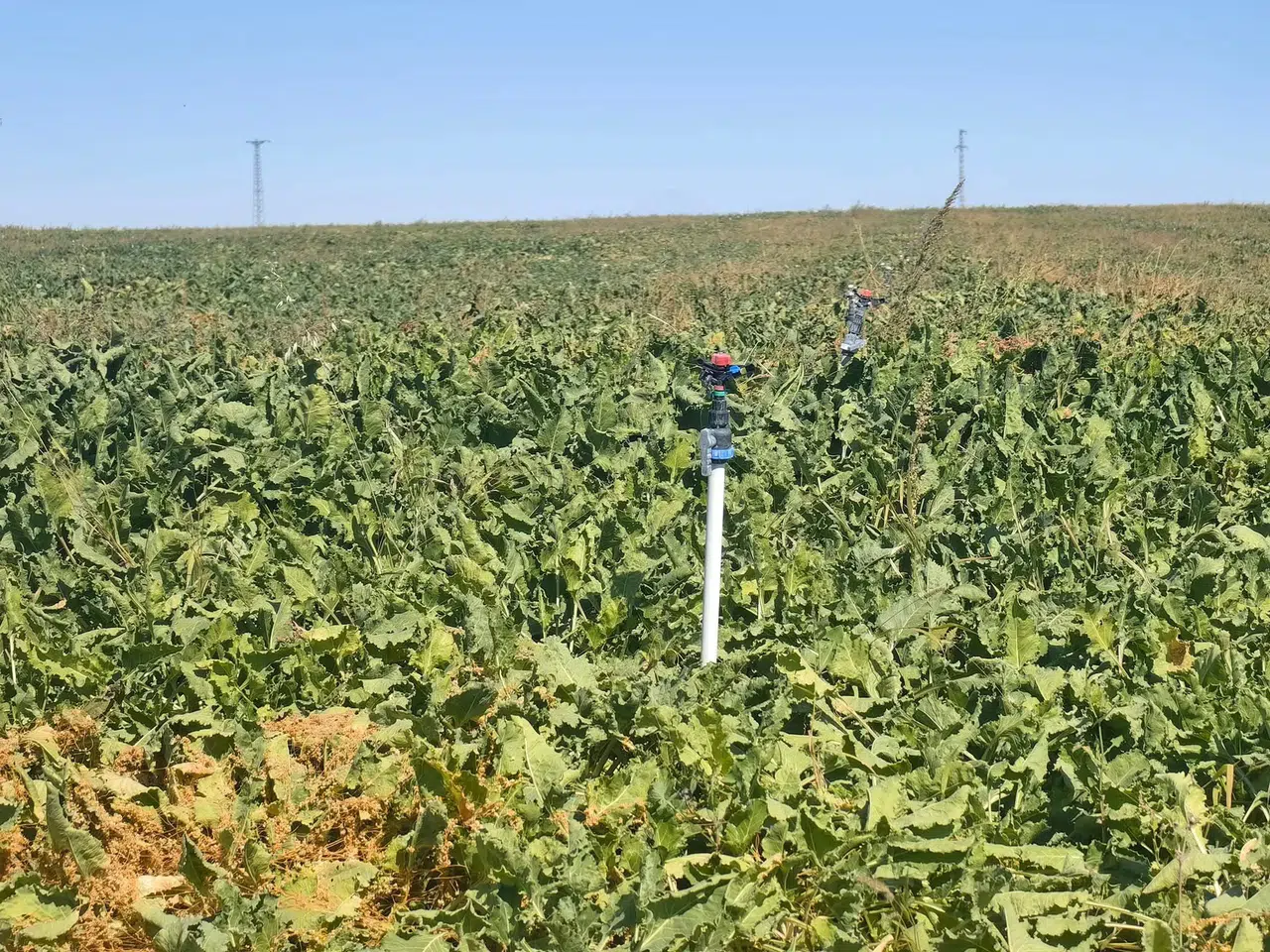 Konya Ovası’nda şeker sevinci! Kampanya dönemi başlıyor