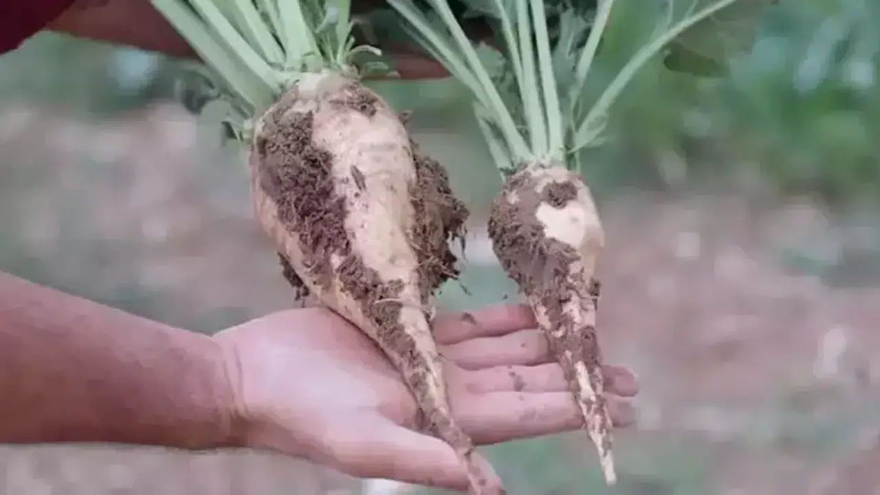Şeker pancarı alım fiyatı açıklandı